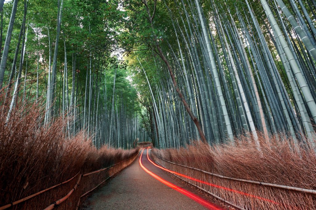 Brand-Image-BambooForest_G546200473-scaled