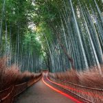 Brand-Image-BambooForest_G546200473-scaled