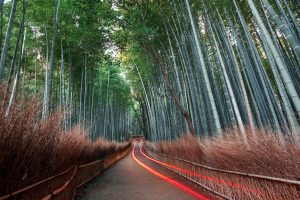 Brand-Image-BambooForest_G546200473-scaled